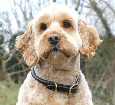 Buy Mackey Rolled Leather Dog Collar | Online for Equine