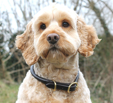 Buy Mackey Rolled Leather Dog Collar | Online for Equine