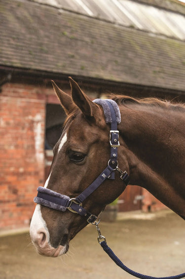 Buy Mark Todd Fleece Lined Headcollar & Leadrope Set-Navy Blue-Pony | Online for Equine