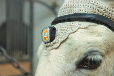 Meolinq LightPlus Rechargeable LED Safety Light for Horse & Rider| Online For Equine