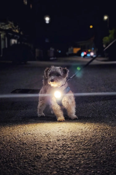 Meolinq LightPlus Rechargeable LED Safety Light for Horse & Rider| Online For Equine