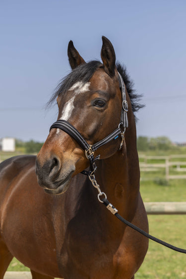 Norton 4Lines Headcollar| Online For Equine