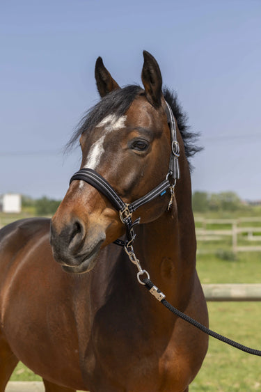 Norton 4Lines Headcollar| Online For Equine