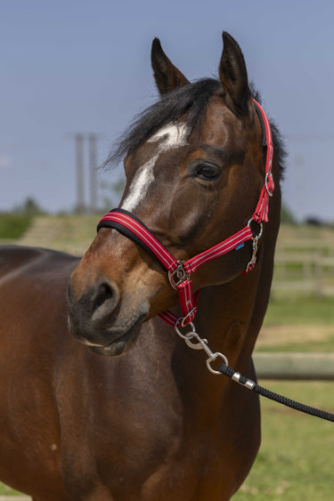 Norton 4Lines Headcollar| Online For Equine