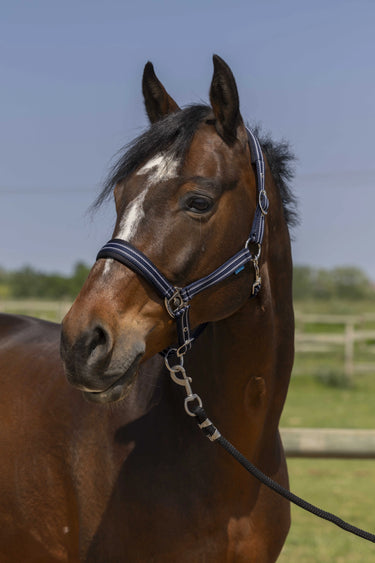 Norton 4Lines Headcollar| Online For Equine
