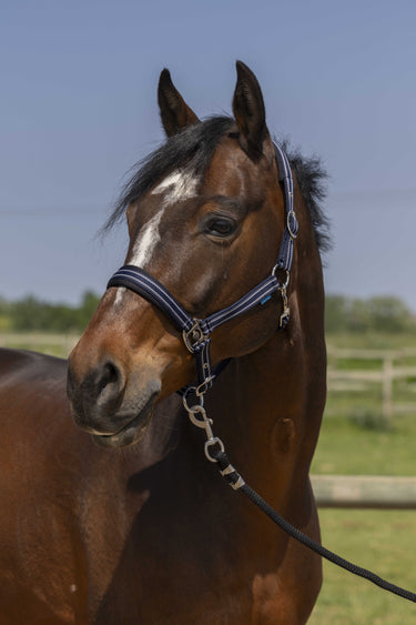 Norton 4Lines Headcollar| Online For Equine