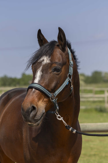 Norton 4Lines Headcollar| Online For Equine