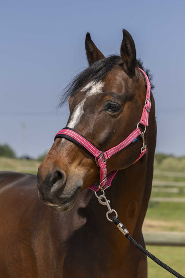 Norton 4Lines Headcollar| Online For Equine