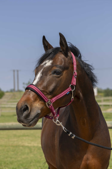 Norton 4Lines Headcollar| Online For Equine