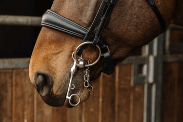 Norton - Basal - Bridle| Online For Equine