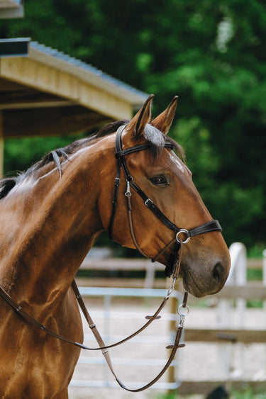Norton Bridle Bitless| Online For Equine