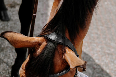 Norton Bridle Bitless| Online For Equine