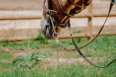 Norton Bridle Bitless| Online For Equine