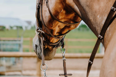 Norton Bridle Bitless| Online For Equine