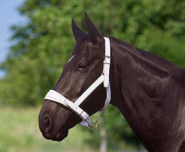 Norton Club Chrome Leather Headcollar| Online For Equine