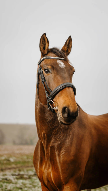 Norton Club - Diva - Bridle| Online For Equine