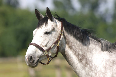 Norton Club Headcollar With Double Ajustment| Online For Equine
