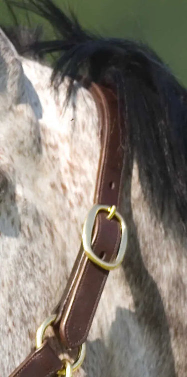 Norton Club Headcollar With Double Ajustment| Online For Equine