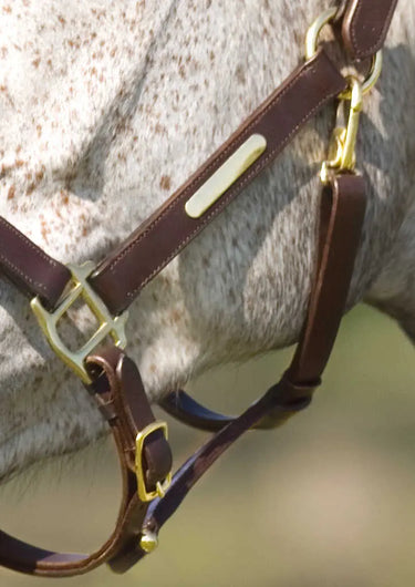 Norton Club Headcollar With Double Ajustment| Online For Equine