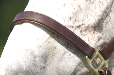 Norton Club Headcollar With Double Ajustment| Online For Equine
