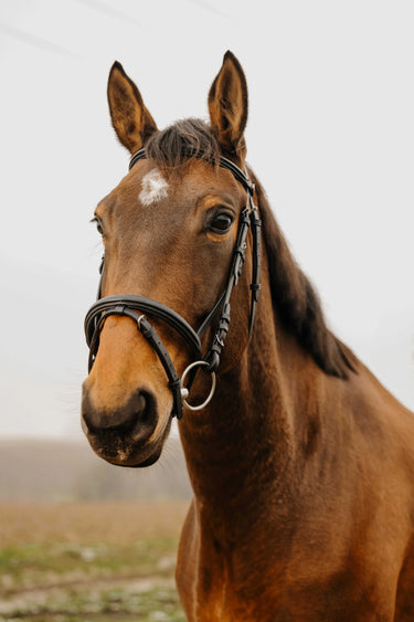 Norton Club - Square - Bridle| Online For Equine