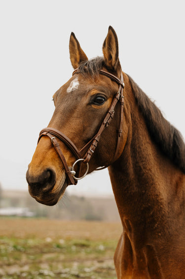 Norton Club - Square - Bridle| Online For Equine