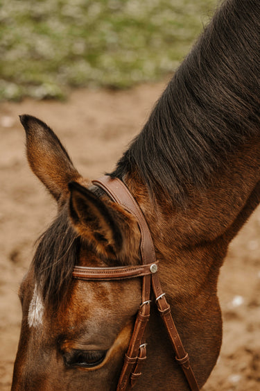 Norton Club - Square - Bridle| Online For Equine