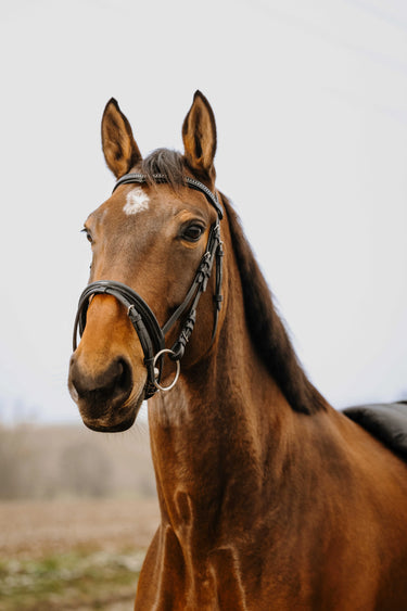 Norton Club - Strass V - Bridle| Online For Equine