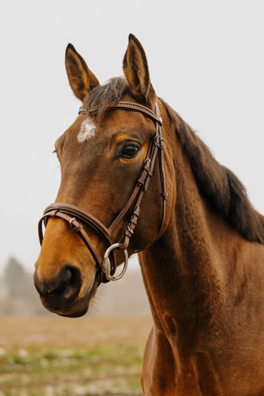 Norton Club - Strass V - Bridle| Online For Equine
