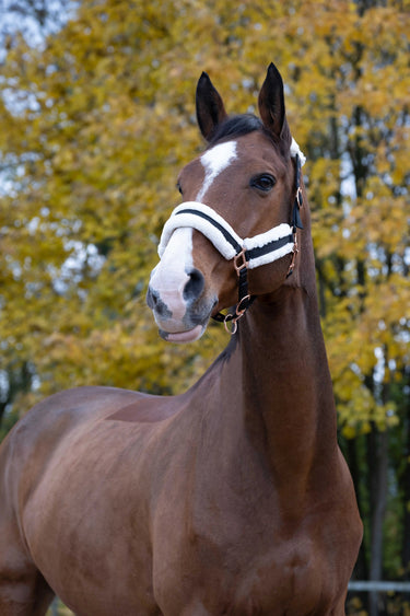 Norton Comfort Headcollar