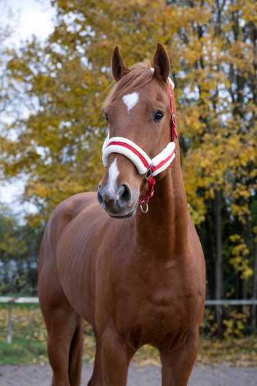 Norton Comfort Headcollar| Online For Equine