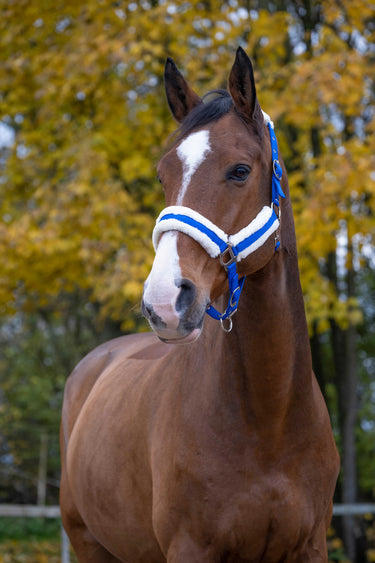 Norton Comfort Headcollar| Online For Equine