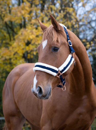 Norton Comfort Headcollar| Online For Equine