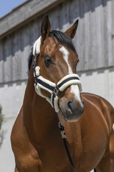 Norton Cosy Headcollar| Online For Equine