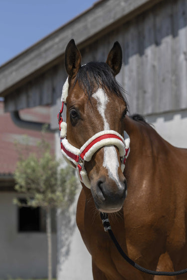 Norton Cosy Headcollar| Online For Equine