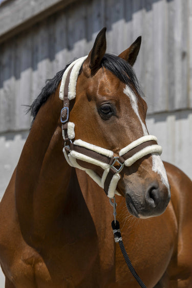 Norton Cosy Headcollar| Online For Equine