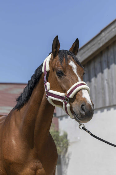 Norton Cosy Headcollar| Online For Equine