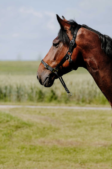 Norton Educatif Headcollar