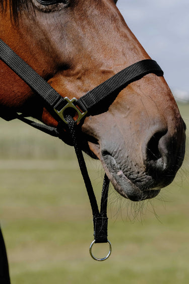 Norton Educatif Headcollar