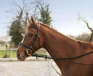 Buy Norton Elastic Training Reins-One Size| Online for Equine
