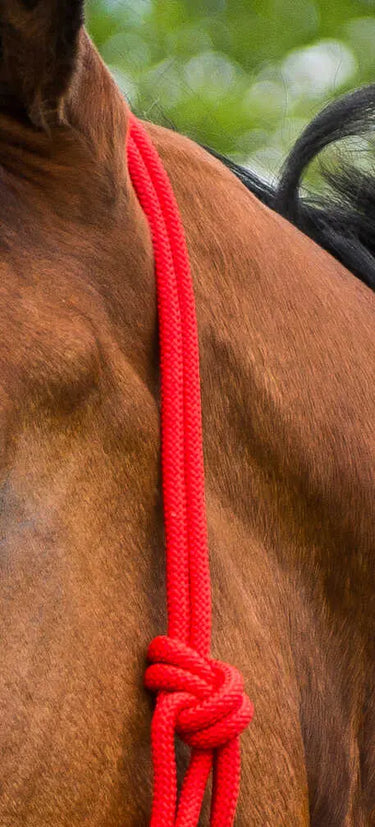Norton First Cord Headcollar| Online For Equine