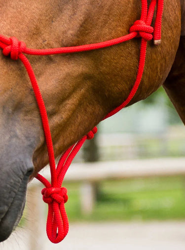 Norton First Cord Headcollar| Online For Equine
