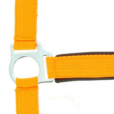 Norton Fluo Lined Headcollar| Online For Equine