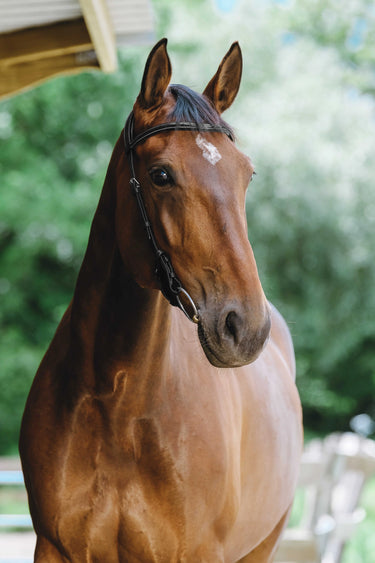 Norton - Freedom - Bridle| Online For Equine
