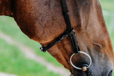 Norton - Freedom - Bridle| Online For Equine