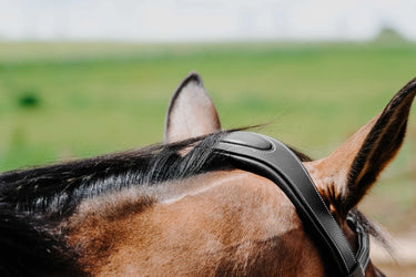 Norton - Freedom - Bridle| Online For Equine