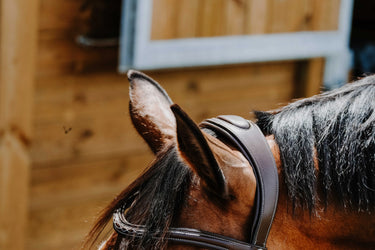 Norton - Freedom - Bridle| Online For Equine