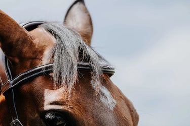 Norton - Freedom - Bridle| Online For Equine