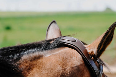Norton - Freedom - Bridle| Online For Equine