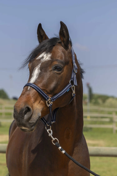 Norton Grooming Headcollar| Online For Equine